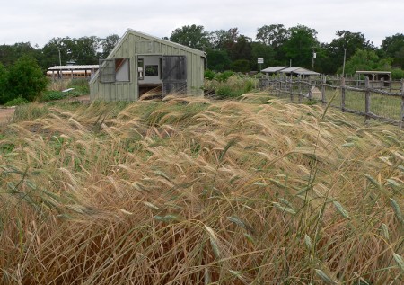 Durum